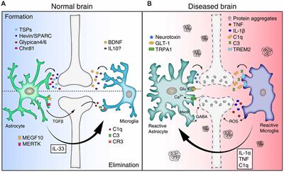 Glial Control of Synapse Number in Healthy and Diseased Brain